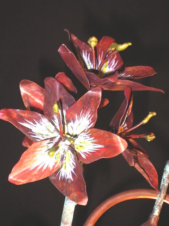 Amaryllis Blossoms